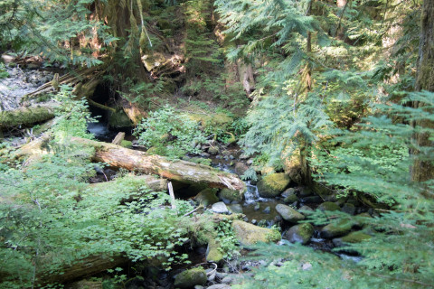 a stream in the old-growth forest