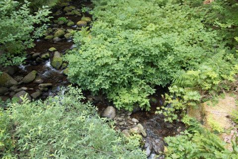 a stream in the old-growth forest