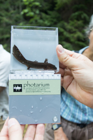 a juvenile pacific giant salamander