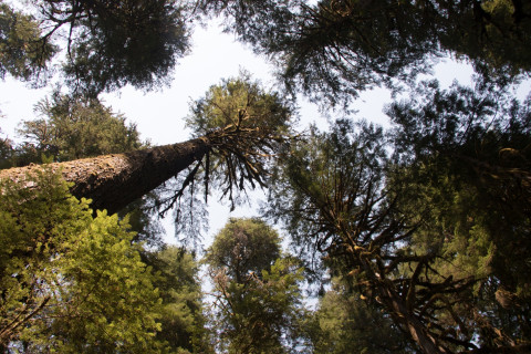 looking up through the canopy of an old-growth forest