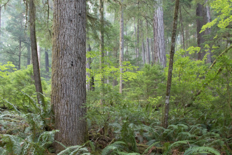 old-growth forest