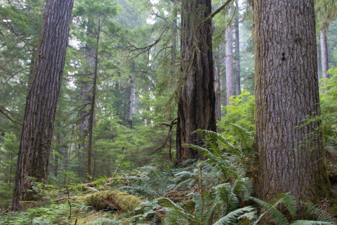 old-growth forest