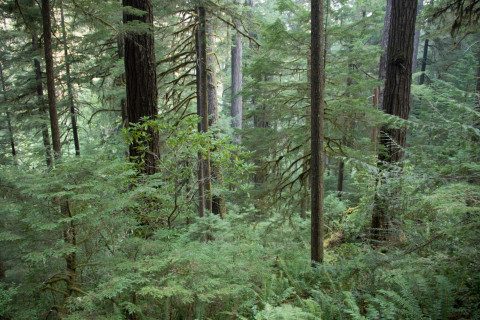 old-growth forest