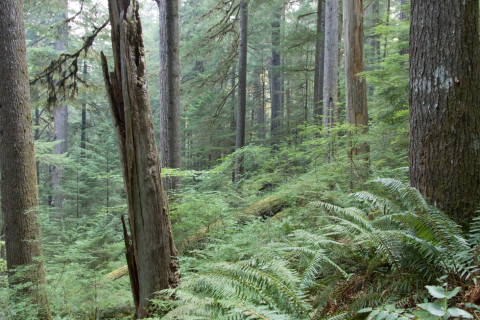 old-growth forest