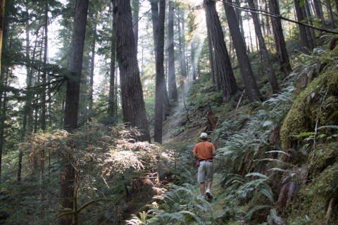USFS PNW Information Manager Don Henshaw in a stand of old-growth forest