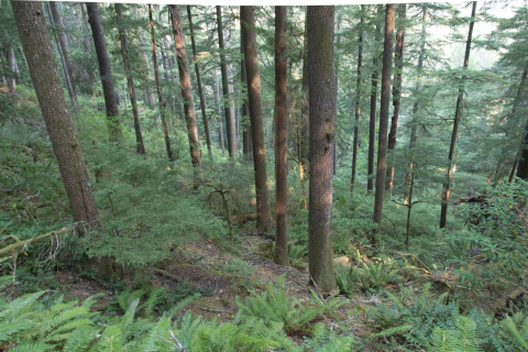 old-growth forest