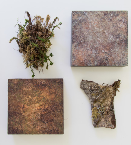 Forest Duff Studies by artist Ann Rosenthal
