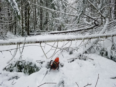 Tree fall across the 1506 Road. Chainsaw in foreground for scale.