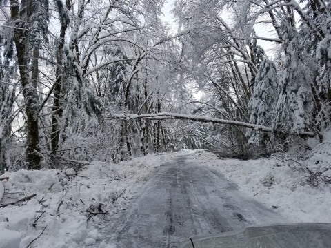 The 15 Road in the Andrews Forest, just cleared of trees