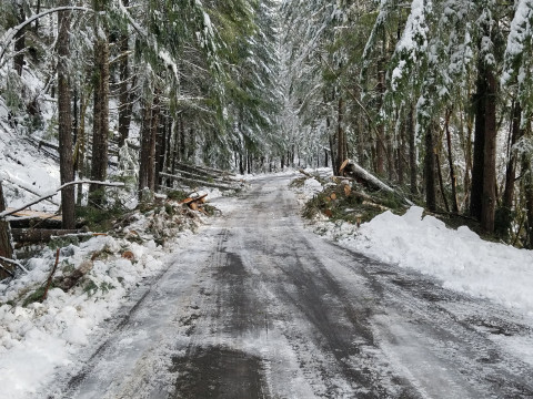 The compound road in the Andrews Forest, just cleared of trees