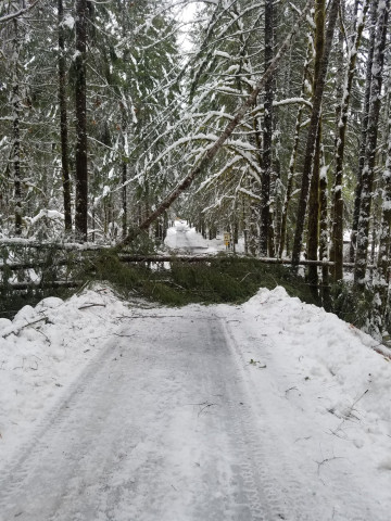 The compound road in the Andrews Forest, just cleared of trees, but with a new tree fall across the road