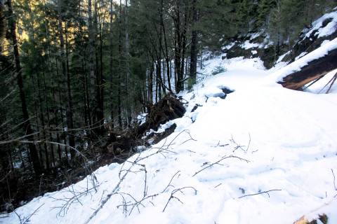 Snow and tree mortality event March 2019