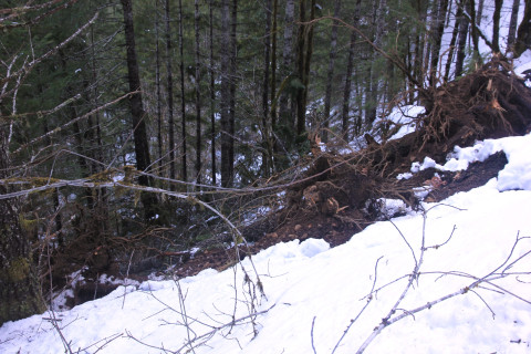 Snow and tree mortality event March 2019
