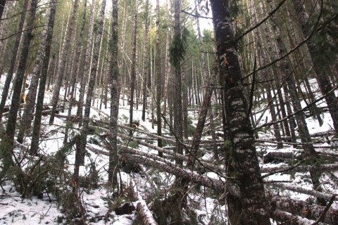 Snow and tree mortality event March 2019