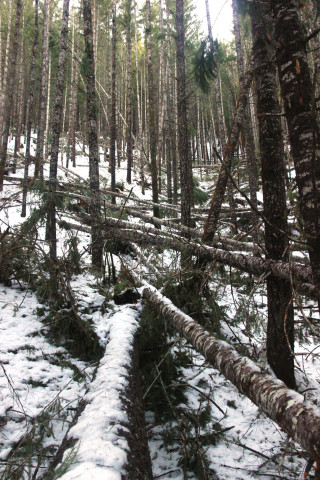 Snow and tree mortality event March 2019