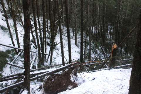 Snow and tree mortality event March 2019
