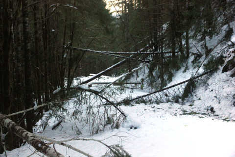Snow and tree mortality event March 2019