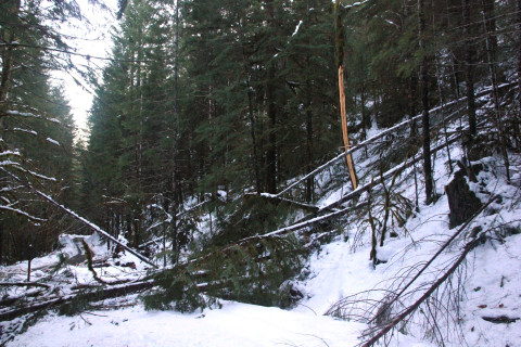 Snow and tree mortality event March 2019