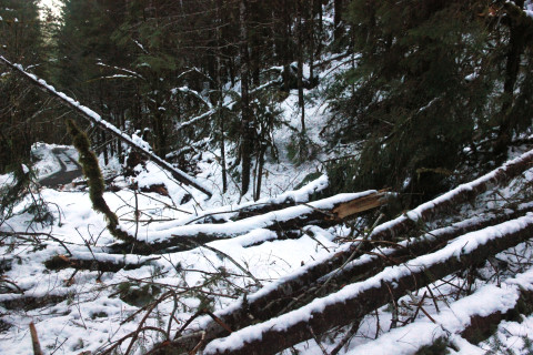 Snow and tree mortality event March 2019