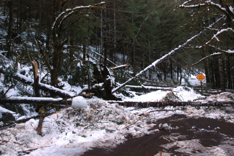 Snow and tree mortality event March 2019