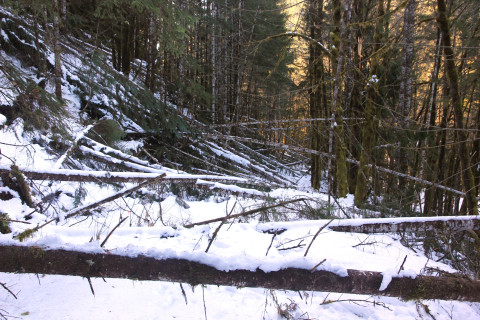 Snow and tree mortality event March 2019