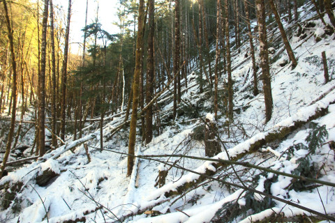 Snow and tree mortality event March 2019