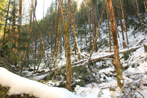 Snow and tree mortality event March 2019