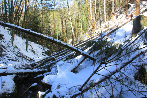 Snow and tree mortality event March 2019