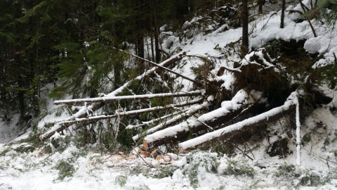Trees cut at the side of the 1506 Road
