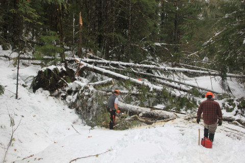Snow and tree mortality event March 2019
