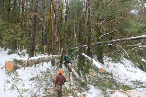 Snow and tree mortality event March 2019