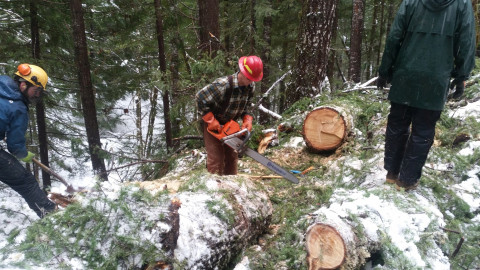 Trees block the 1506 road after the snowdown