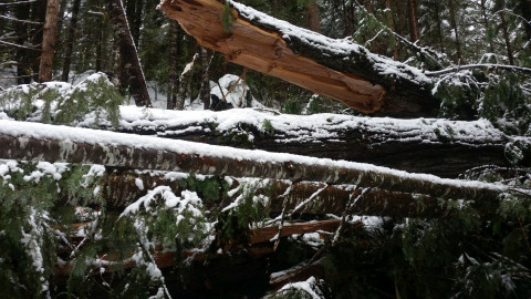 removing a large tree across the 1506 road