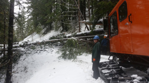 removing a large tree across the 1506 road