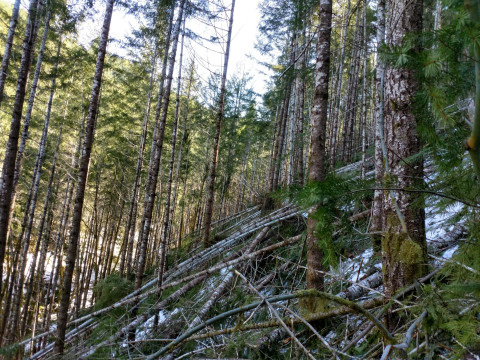 Watershed 01, north-facing slope, with extensive trees down after the storm