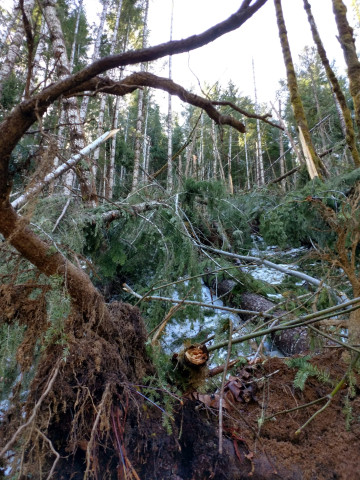 trees snapped or were pulled up, exposing soil