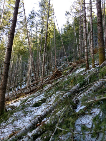 Watershed 01 slope, with extensive trees down after the storm