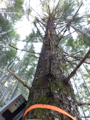 Looking up an instrumented tree in WS1