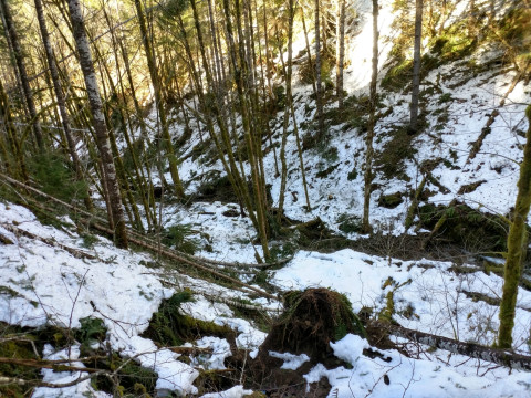 Watershed 01 slope, with extensive trees down after the storm