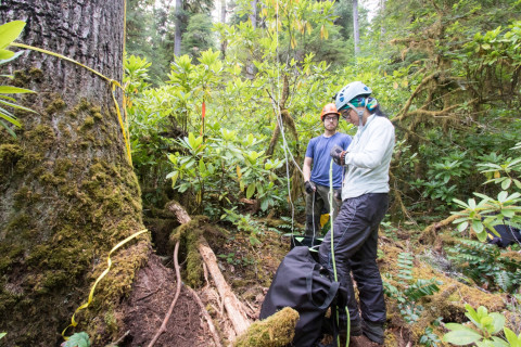 Dwarf Mistletoe Survey 2019