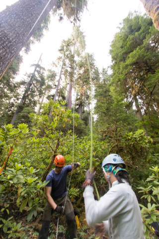 Dwarf Mistletoe Survey 2019