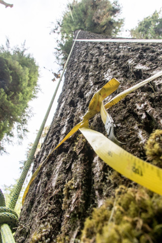 Dwarf Mistletoe Survey 2019