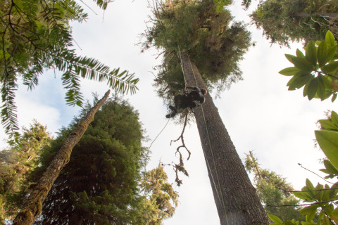 Stephen Calkins ascends into the canopy of a western hemlock tree