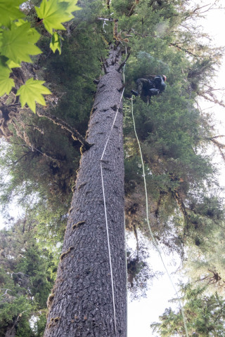 Dwarf Mistletoe Survey 2019