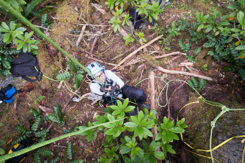 Dwarf Mistletoe Survey 2019