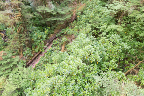 Dwarf Mistletoe Survey 2019