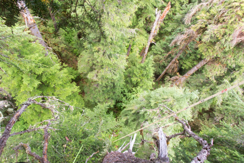 Dwarf Mistletoe Survey 2019