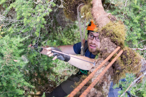 Dwarf Mistletoe Survey 2019