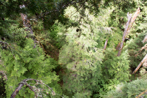 Dwarf Mistletoe Survey 2019