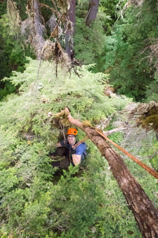 Dwarf Mistletoe Survey 2019